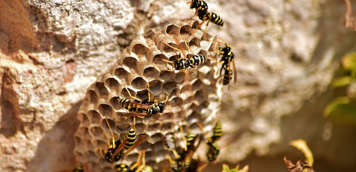 guepes---copie.jpg -